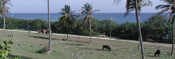 Cattle Grazing on Coast