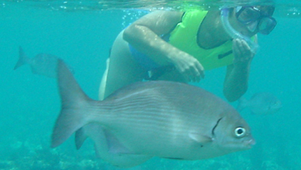 Female Snorkeller