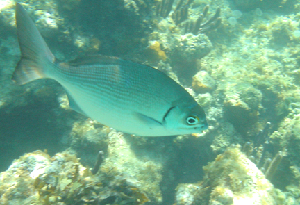 Fish with Blue Stripes