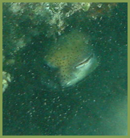 Shy Fish