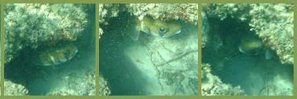 Shy Fish in Coral