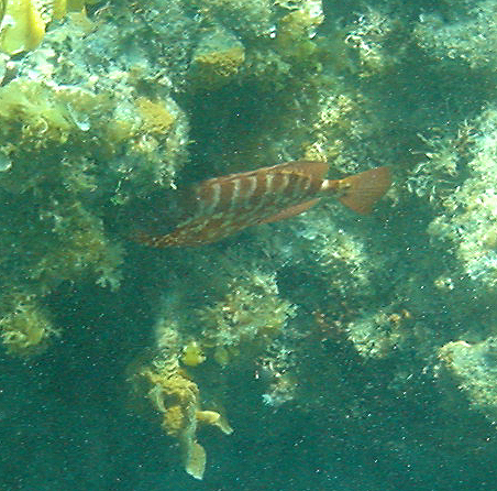 Fish with Blue Stripes