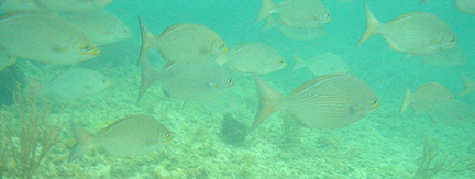 Fish with Blue Stripes
