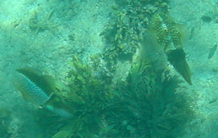 School of Blue Fish