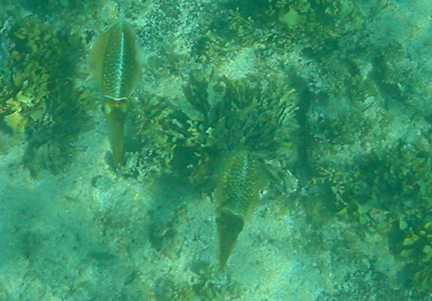 Blue Fish in Coral