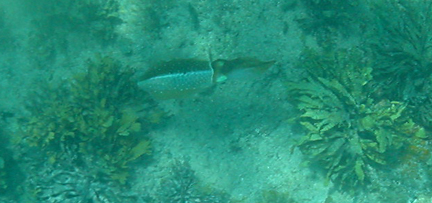 Blue Fish with Yellow Dot