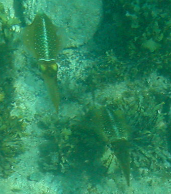Fish with Blue Stripes