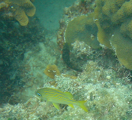 close-up fish