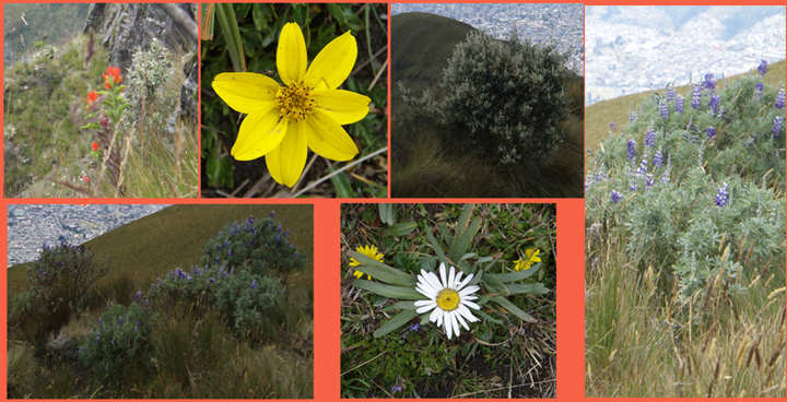 Andean Flora