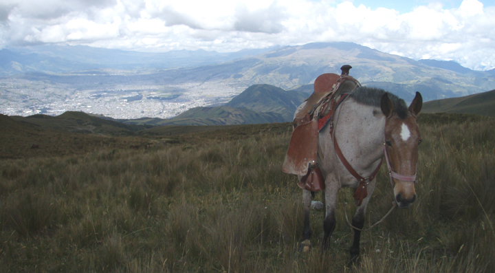 Horse in alpine meadow