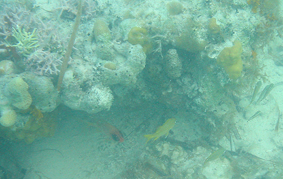 Fish at Three Marys Cays