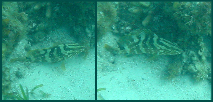 Nassau Groupers