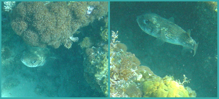 porcupine fish