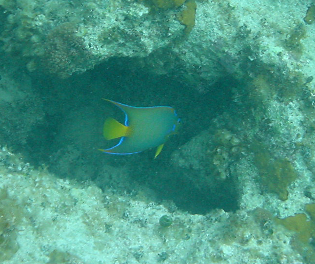Queen Angel Fish