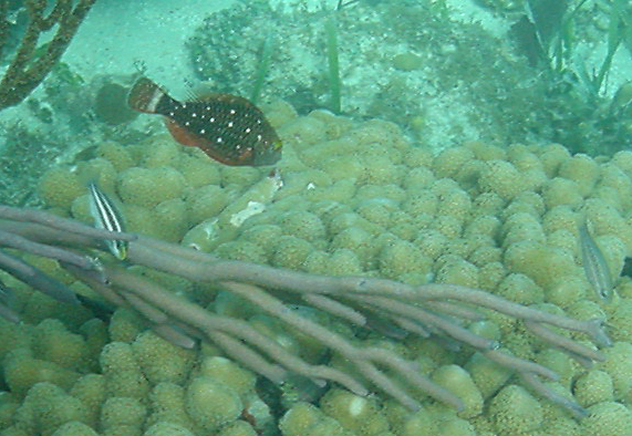 Juvenile Spotlight Parrot Fish