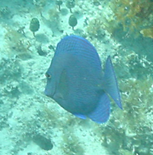 Bluefish Backward