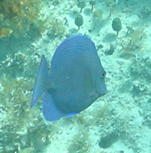 Bluefish Forward