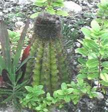 Turk's Head Cactus
