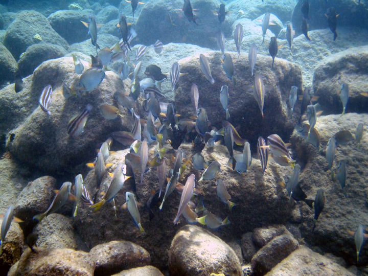 School of Fish