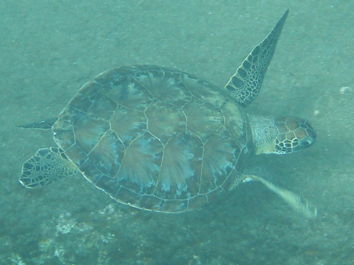 Turtle off southwestern Dominica