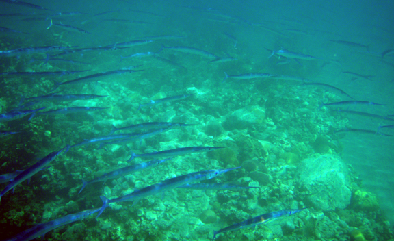 needlefish