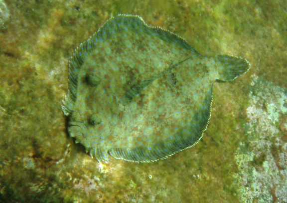 sole