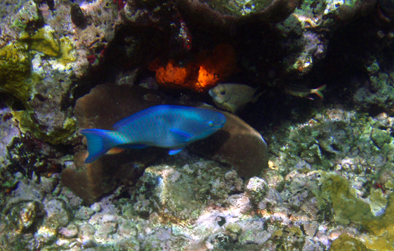 parrot fish