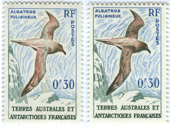 Shades of Light-mantled Sooty Albatross Definitive