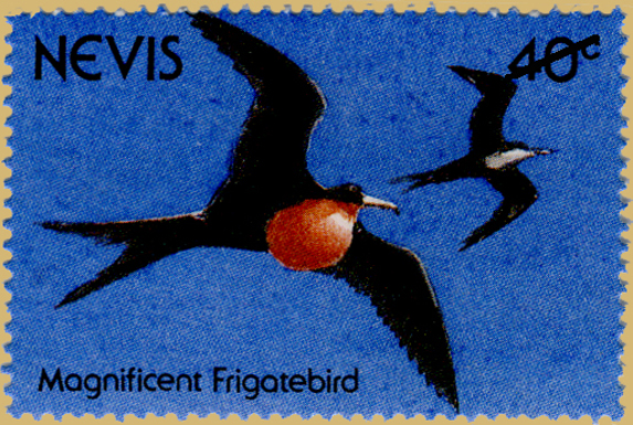 Magnificent Frigate Bird Definitive
