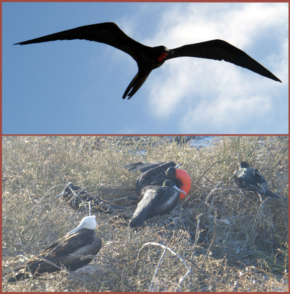 Frigate Birds