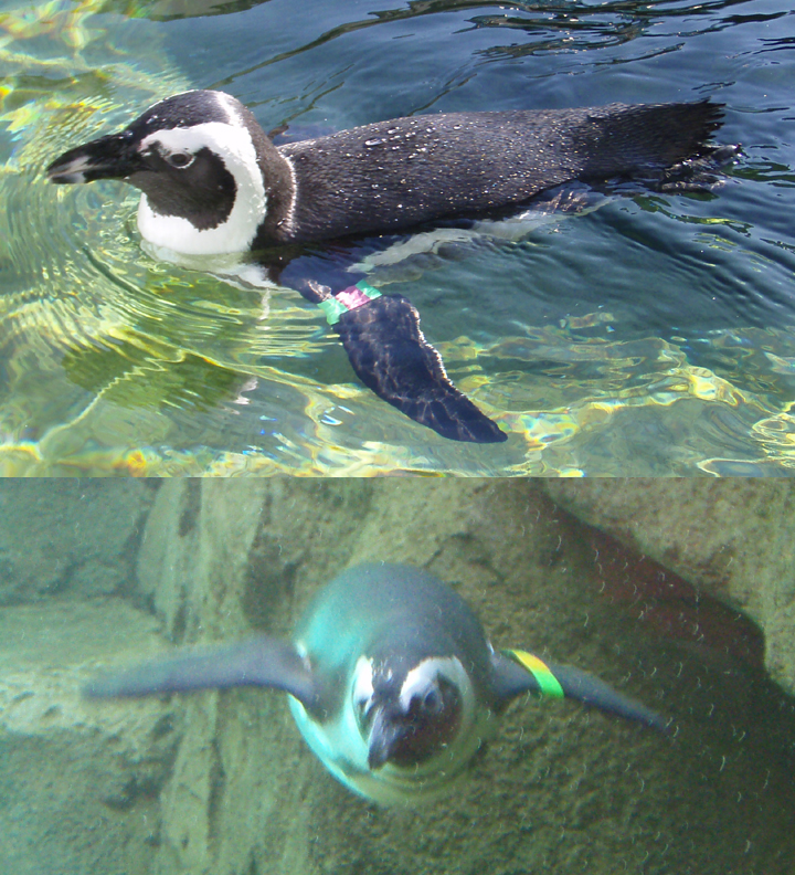 Swimming African Penguin