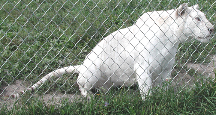 Female White Tiger