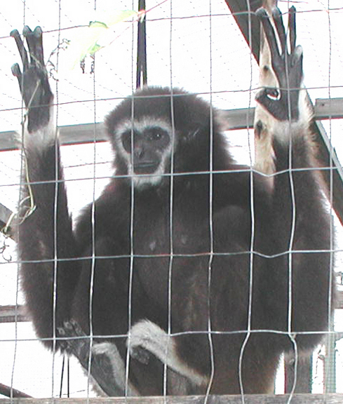 White-Handed Gibbon