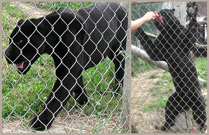Jaguar Vs Panther