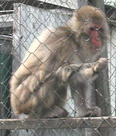 Japanese Macaque