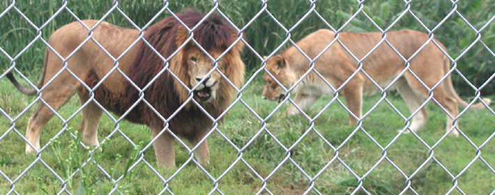 North African Lions