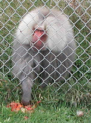 Hamadreyas Baboon