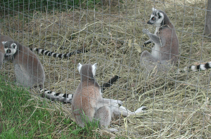 Ring-Tailed Lemurs